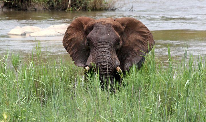 Joven elefante en el río Cocodrilo. Autor: Lilian De Cassai